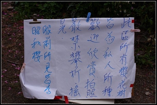 2013.02.16 桃園中巴陵‧櫻木花道