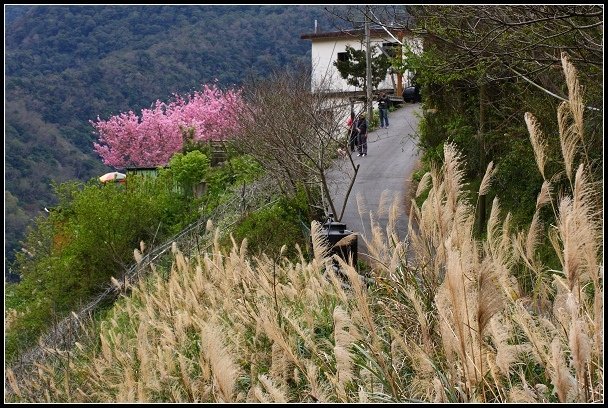 2013.02.16 桃園中巴陵‧櫻木花道