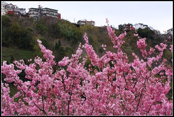 2013.02.16 桃園中巴陵‧櫻木花道