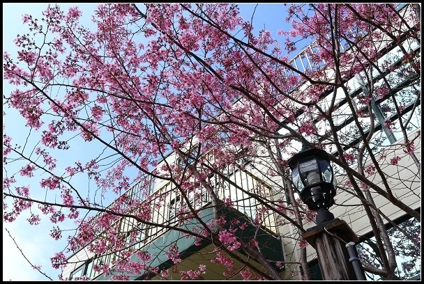 2013.02.16 桃園中巴陵‧櫻木花道