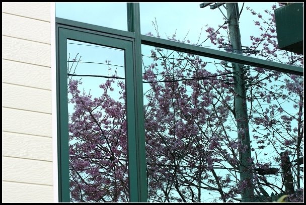 2013.02.16 桃園中巴陵‧櫻木花道