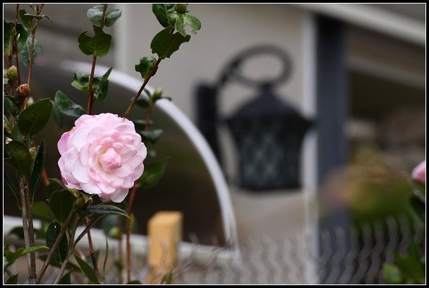2013.02.16 桃園中巴陵‧櫻木花道