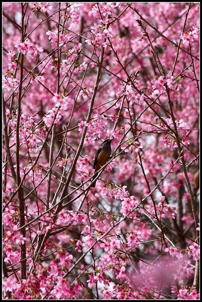 2013.02.16 桃園中巴陵‧櫻木花道