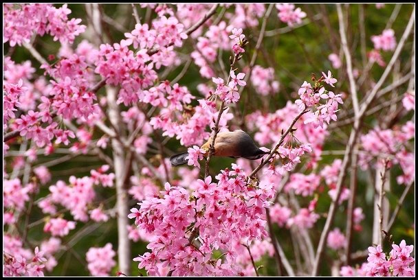 2013.02.16 桃園中巴陵‧櫻木花道