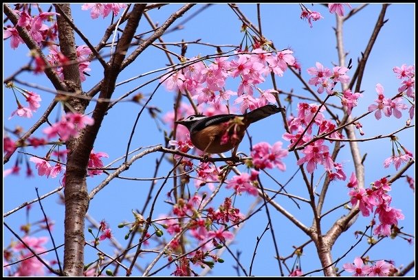 2013.02.16 桃園中巴陵‧櫻木花道