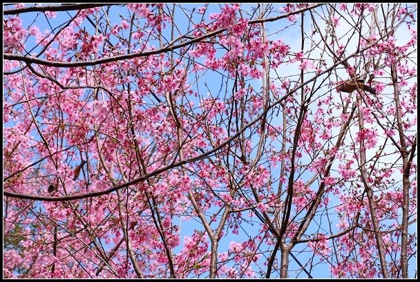 2013.02.16 桃園中巴陵‧櫻木花道