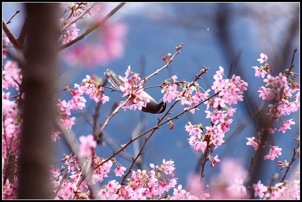 2013.02.16 桃園中巴陵‧櫻木花道