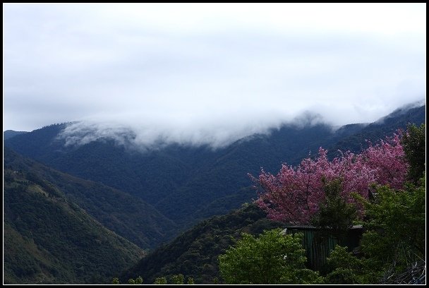 2013.02.16 桃園中巴陵‧櫻木花道