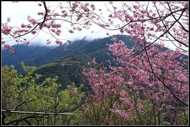 2013.02.16 桃園中巴陵‧櫻木花道