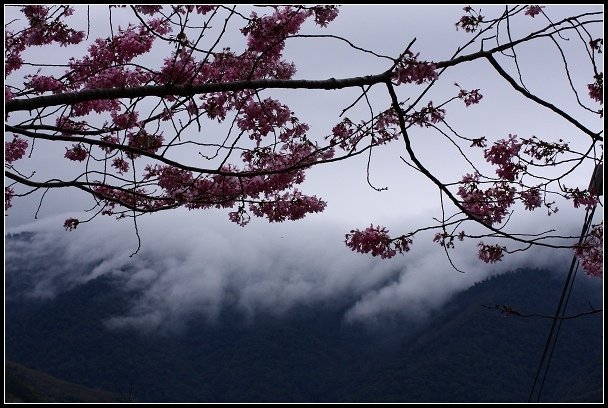 2013.02.16 桃園中巴陵‧櫻木花道