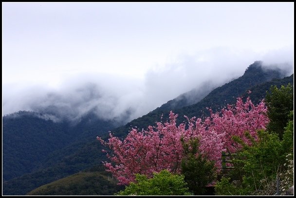 2013.02.16 桃園中巴陵‧櫻木花道