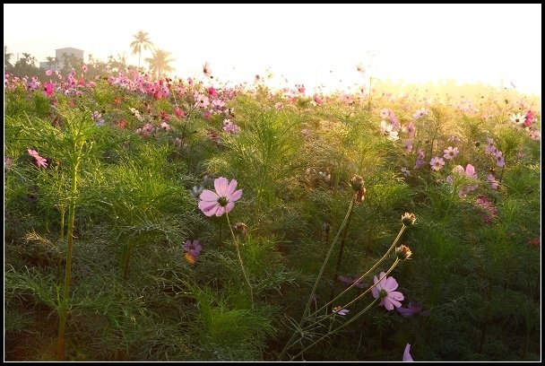 2013.02.12 返鄉過年之美濃中正湖&amp;花海