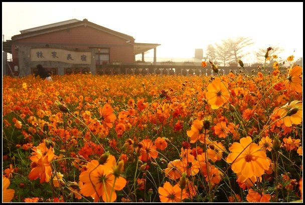 2013.02.12 返鄉過年之美濃中正湖&amp;花海