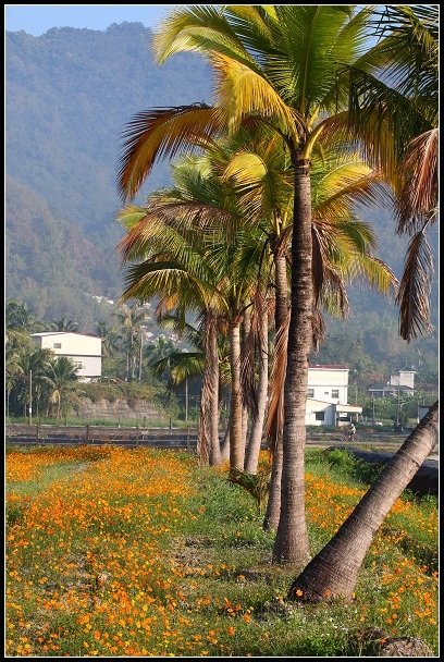 2013.02.12 返鄉過年之美濃中正湖&amp;花海