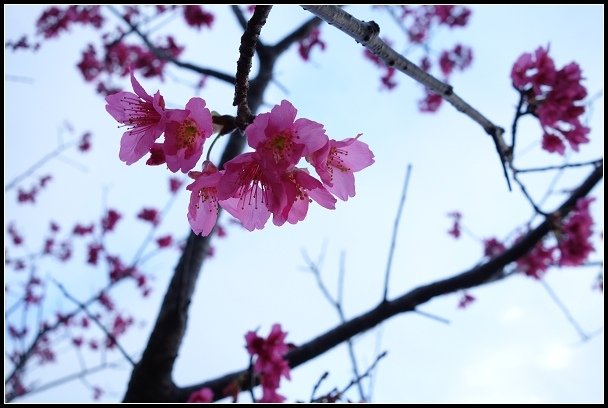 2013.02.03【單車遊記】《櫻》網打盡