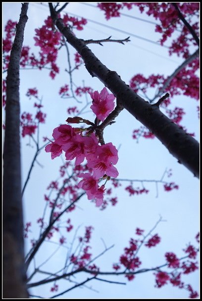 2013.02.03【單車遊記】《櫻》網打盡