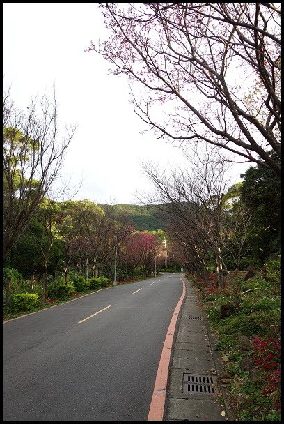 2013.02.03【單車遊記】《櫻》網打盡