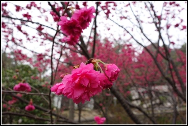 2013.02.03【單車遊記】《櫻》網打盡