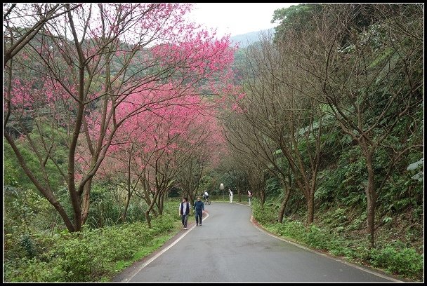 2013.02.03【單車遊記】《櫻》網打盡