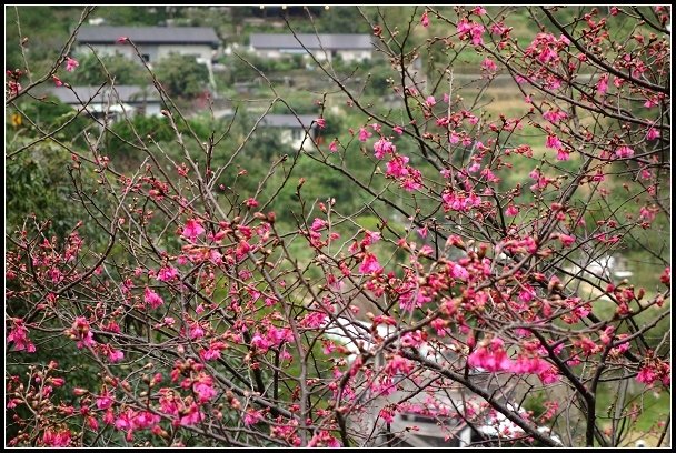 2013.01.26 內湖‧白石湖吊橋