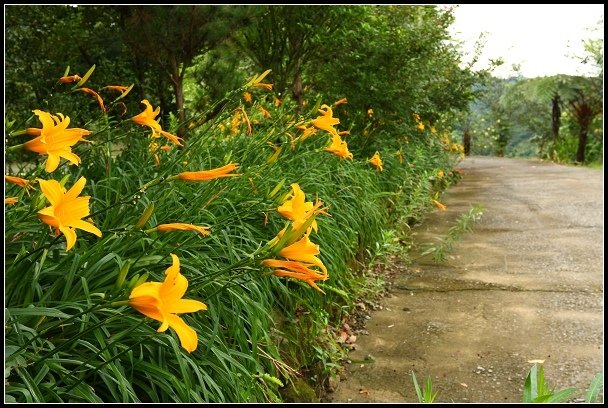 2012.06.23 新社【沐心泉休閒農場】