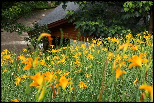 2012.06.23 新社【沐心泉休閒農場】