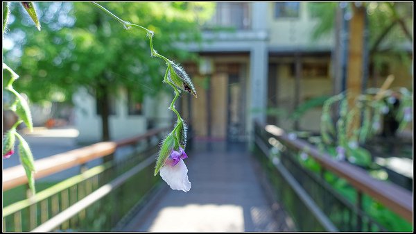 2022.08.10 蘭陽溪出海口晨曦 &amp; 員山北后寺