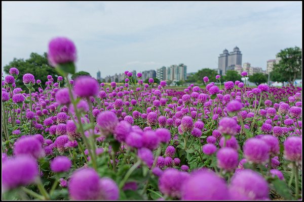 2023.10.15 大直美堤河濱公園花海