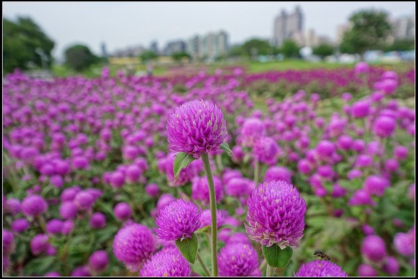 2023.10.15 大直美堤河濱公園花海