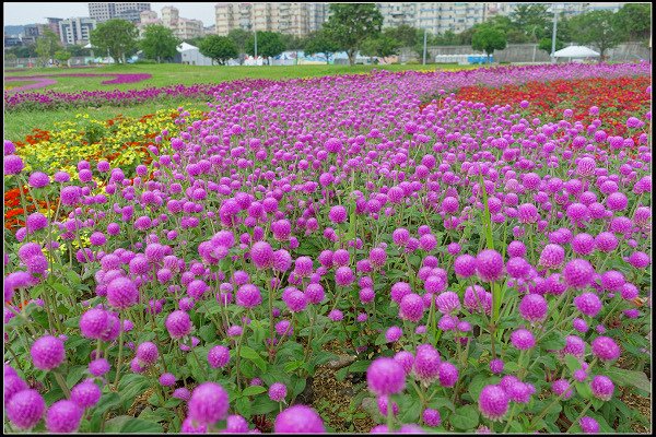 2023.10.15 大直美堤河濱公園花海