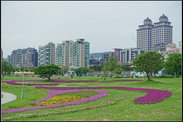 2023.10.15 大直美堤河濱公園花海