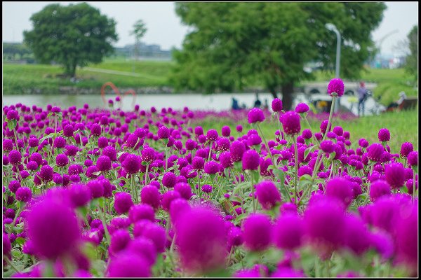 2023.10.15 大直美堤河濱公園花海