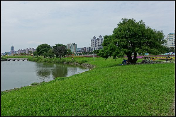 2023.10.15 大直美堤河濱公園花海