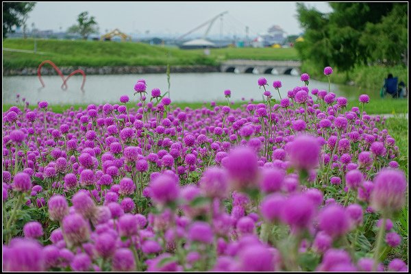 2023.10.15 大直美堤河濱公園花海