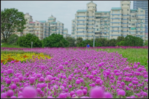 2023.10.15 大直美堤河濱公園花海