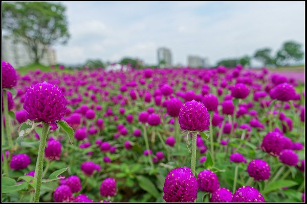 2023.10.15 大直美堤河濱公園花海