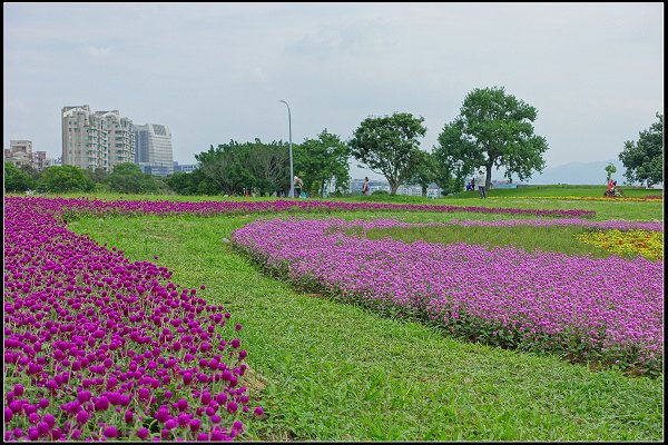 2023.10.15 大直美堤河濱公園花海