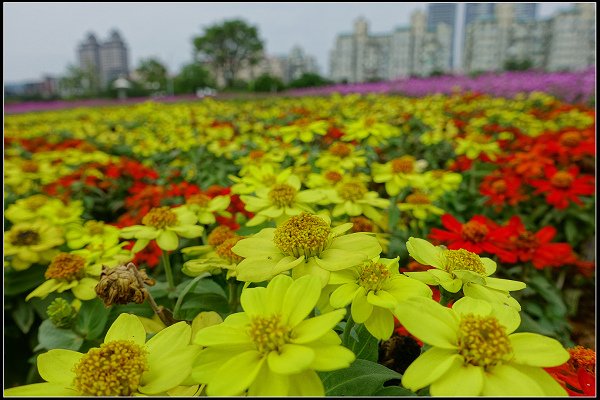 2023.10.15 大直美堤河濱公園花海