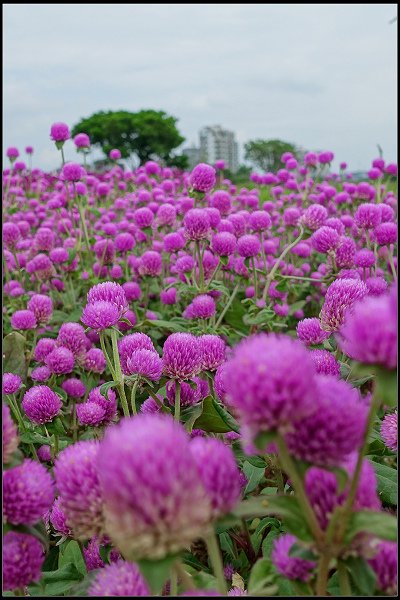 2023.10.15 大直美堤河濱公園花海