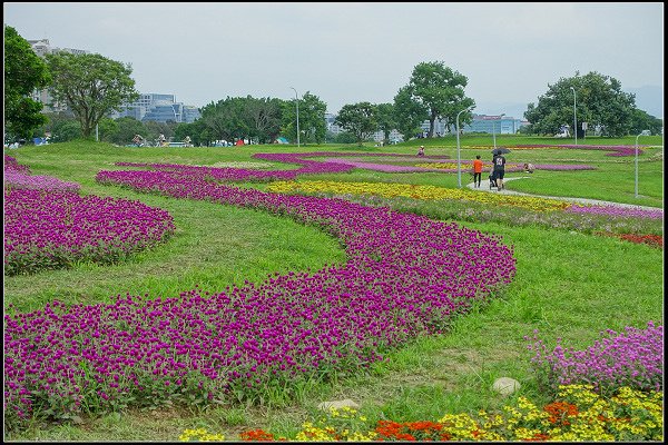 2023.10.15 大直美堤河濱公園花海