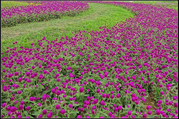 2023.10.15 大直美堤河濱公園花海