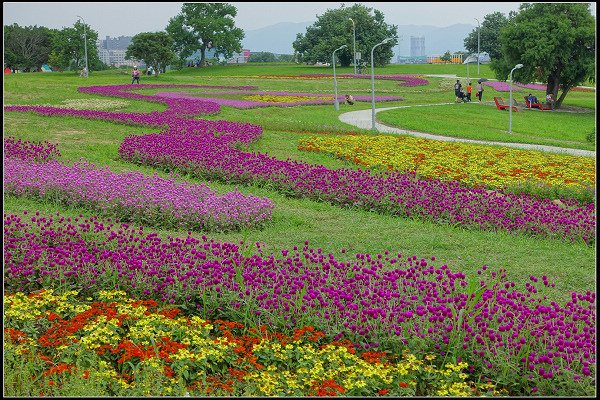 2023.10.15 大直美堤河濱公園花海