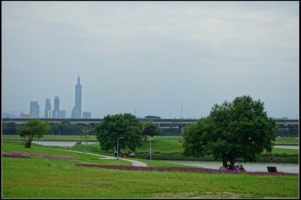 2023.10.15 大直美堤河濱公園花海