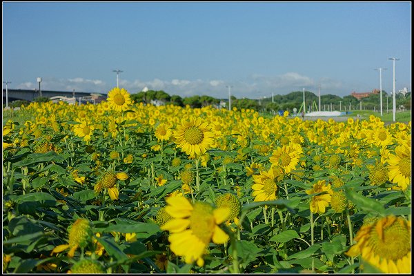 2023.10.25 台北大佳河濱公園 ‧ 向日葵