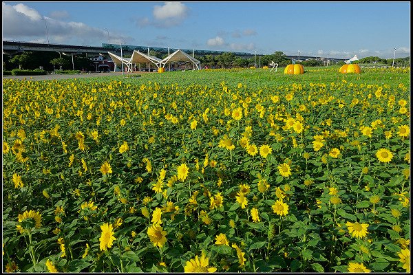 2023.10.25 台北大佳河濱公園 ‧ 向日葵