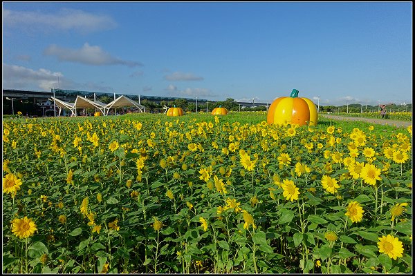 2023.10.25 台北大佳河濱公園 ‧ 向日葵