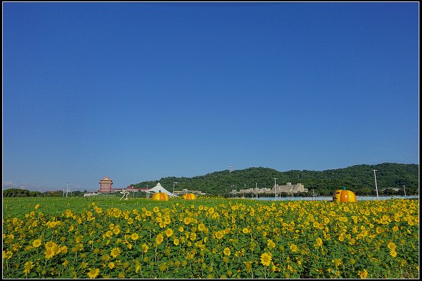 2023.10.25 台北大佳河濱公園 ‧ 向日葵