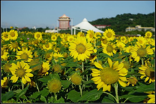 2023.10.25 台北大佳河濱公園 ‧ 向日葵