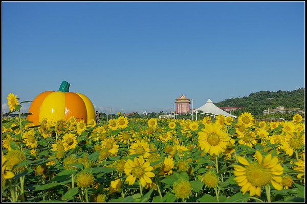 2023.10.25 台北大佳河濱公園 ‧ 向日葵