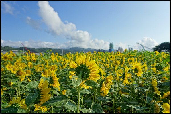 2023.10.25 台北大佳河濱公園 ‧ 向日葵